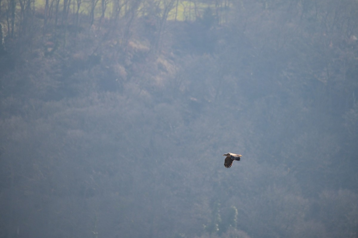 White-tailed Eagle - ML632201023