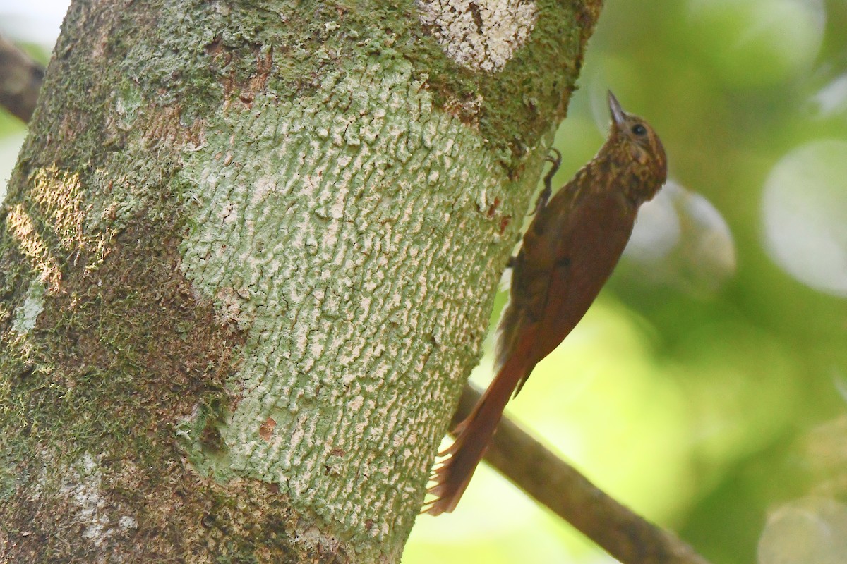 Wedge-billed Woodcreeper - ML632201052