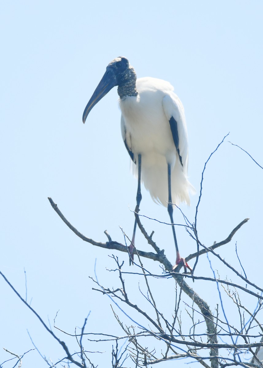 Wood Stork - ML632201080