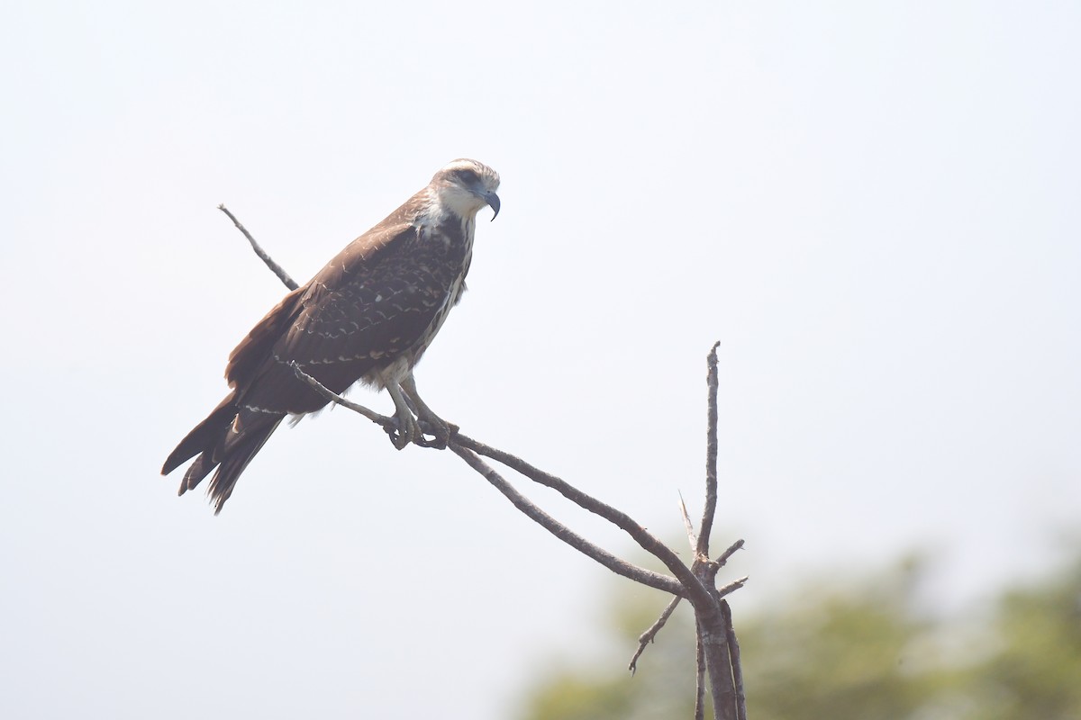 Snail Kite - ML632201145