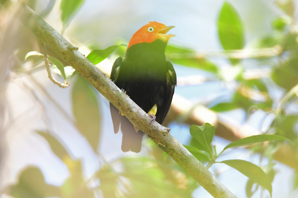 Red-capped Manakin - ML632201383