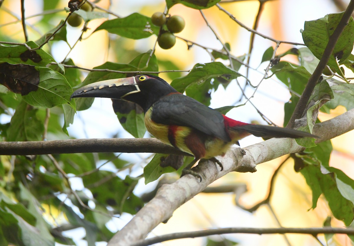 Collared Aracari - ML632201407