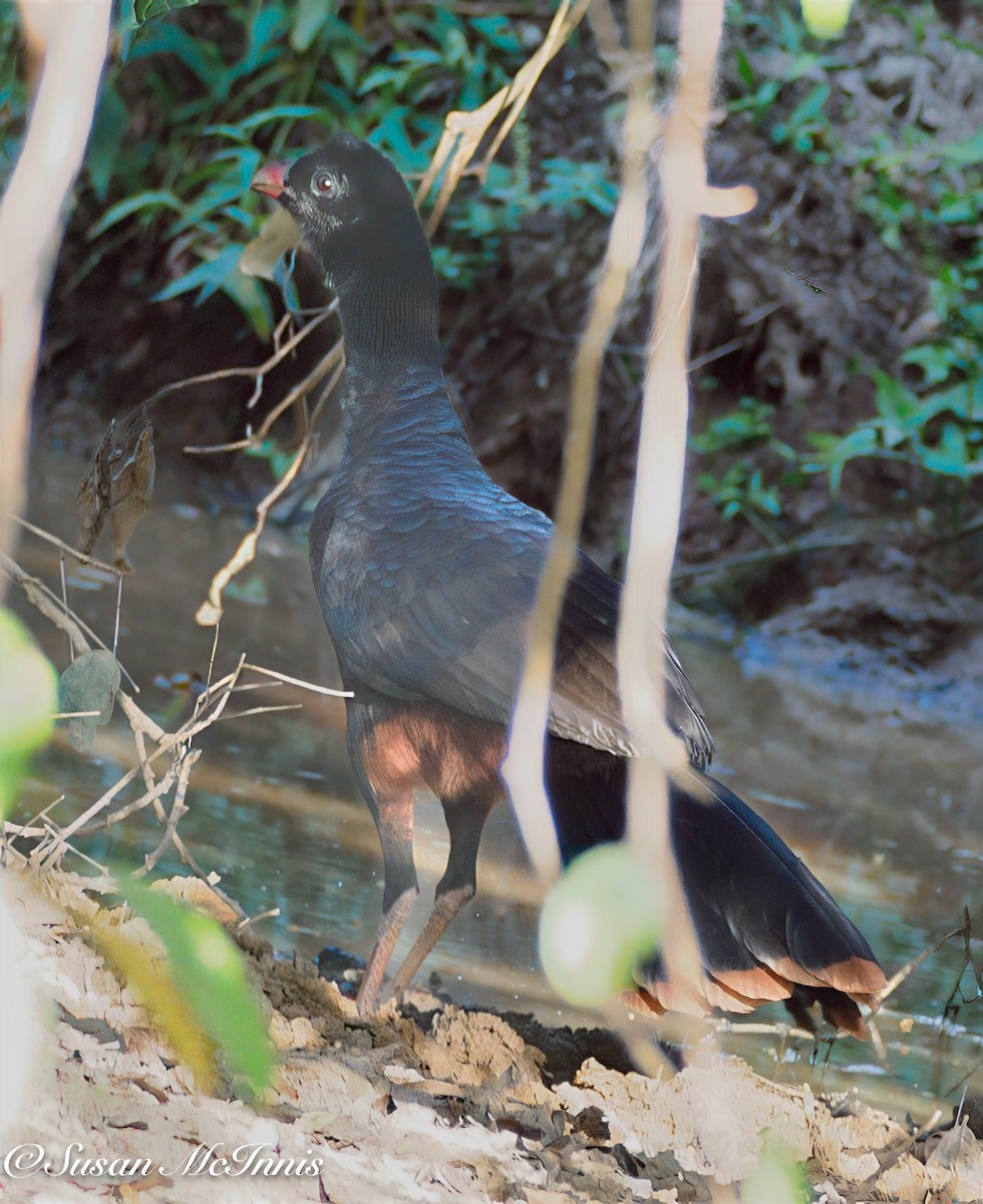 Crestless Curassow - ML632201428