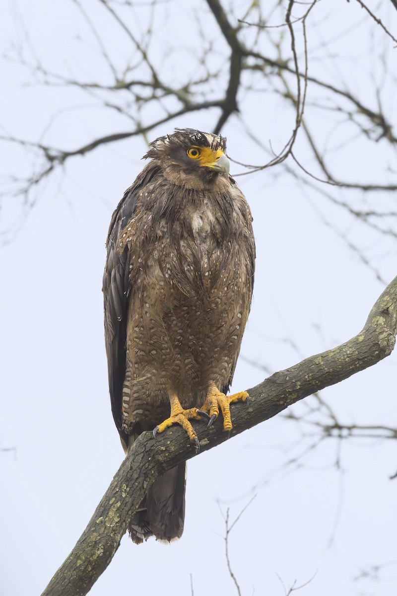 Crested Serpent-Eagle - ML632201436