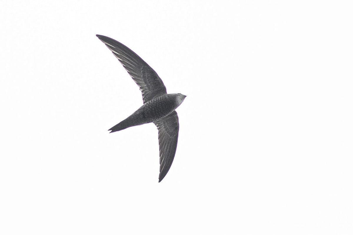 rorýs šedohnědý - ML632201458