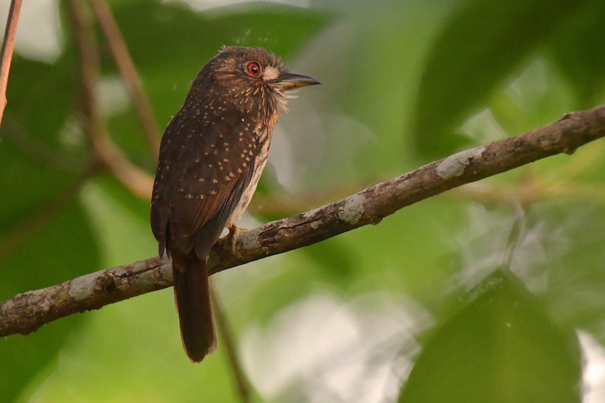 White-whiskered Puffbird - ML632201463