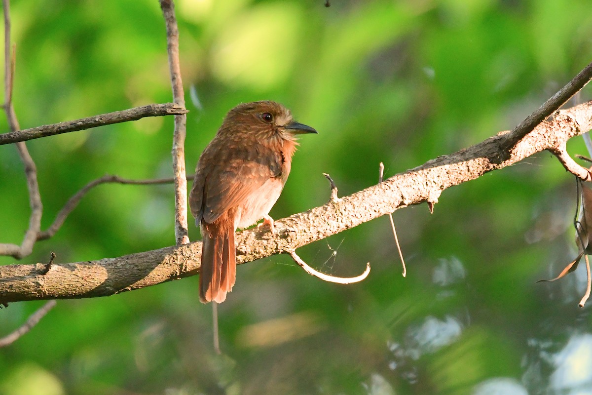 White-whiskered Puffbird - ML632201464