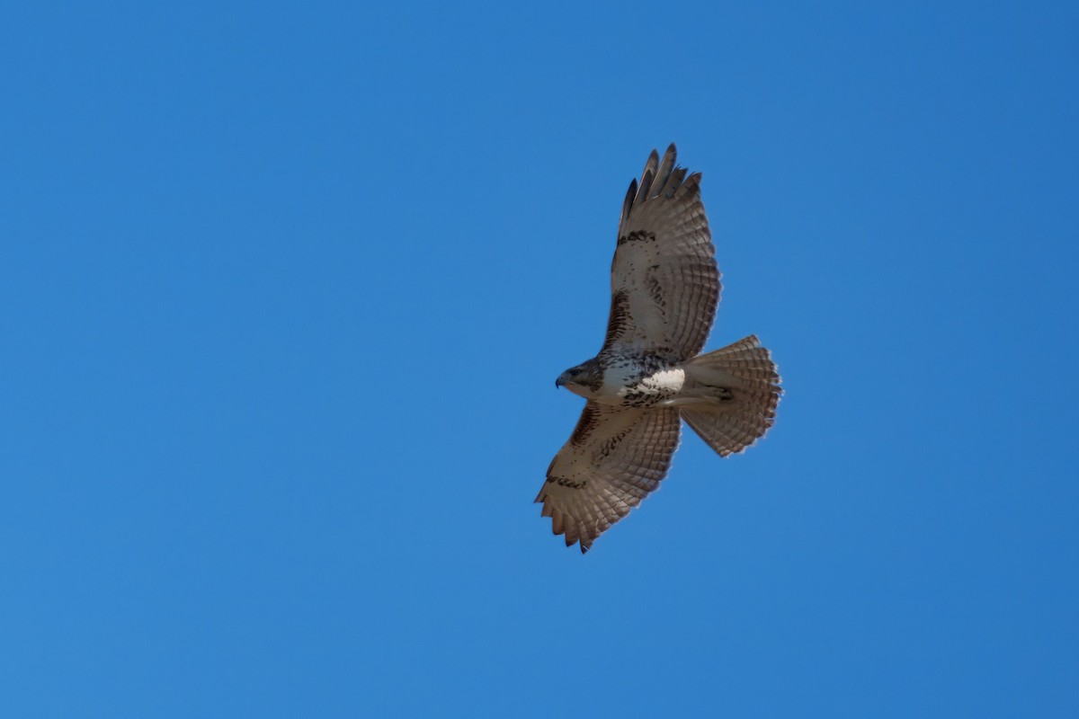 Red-tailed Hawk - James Cihula