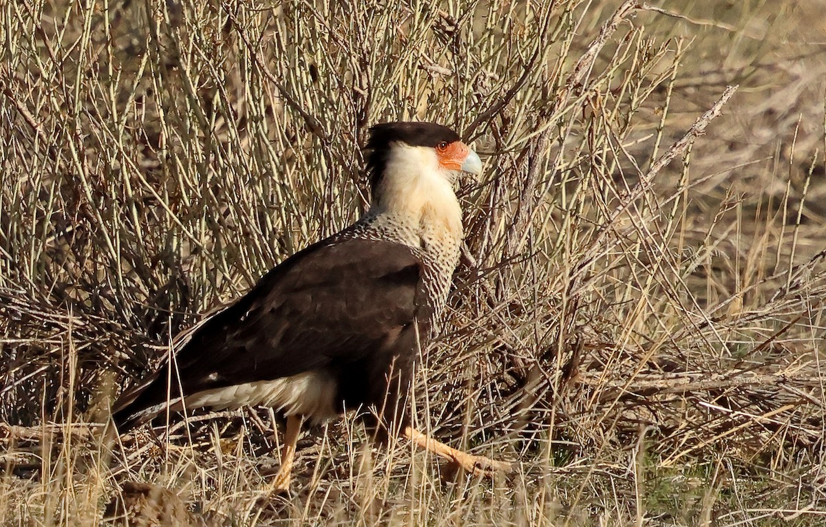 Crested Caracara - ML632201632