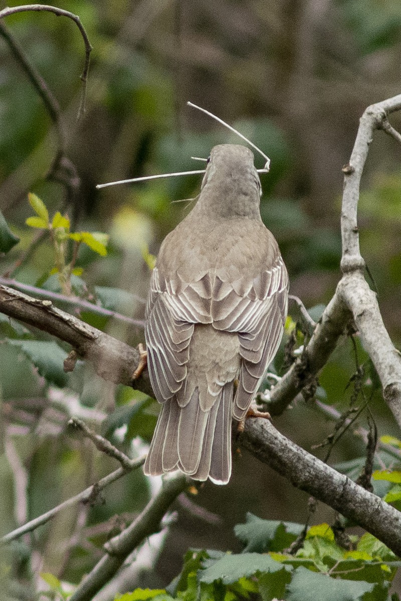 drozd brávník - ML632201718