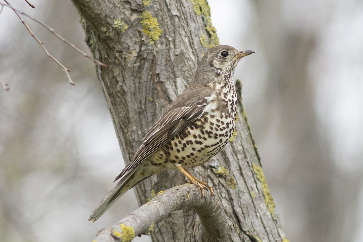 drozd brávník - ML632201719