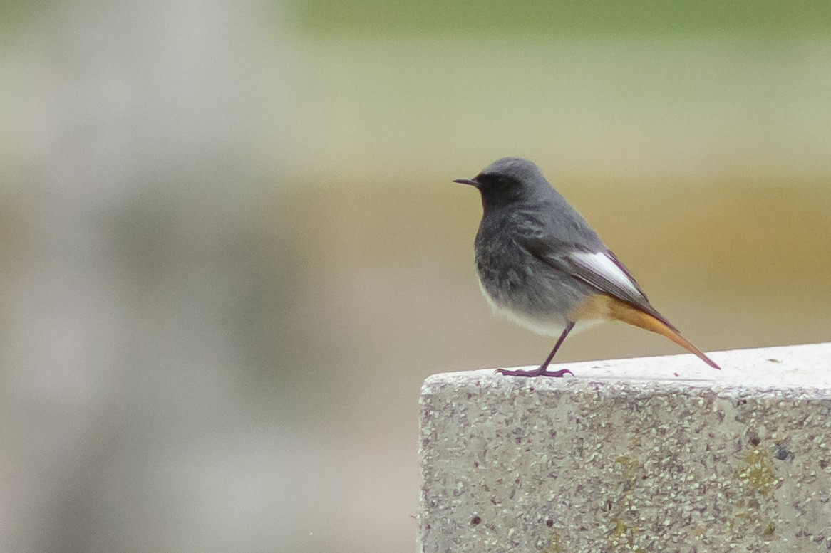 rehek domácí - ML632201725