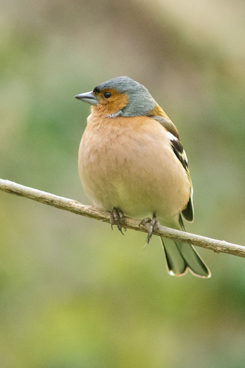 pěnkava obecná - ML632201734