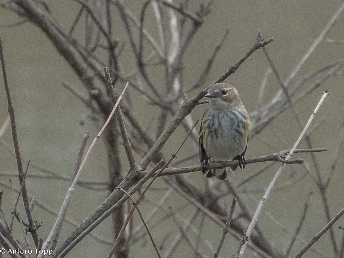 Yellow-rumped Warbler - ML632201771
