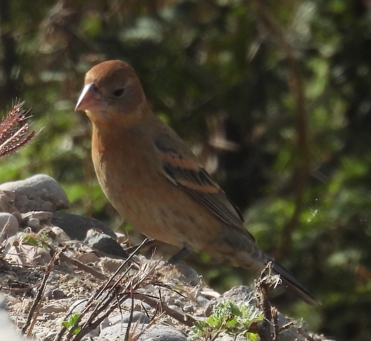 Blue Grosbeak - ML632201838