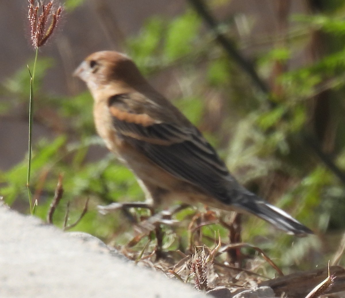 Blue Grosbeak - ML632201839