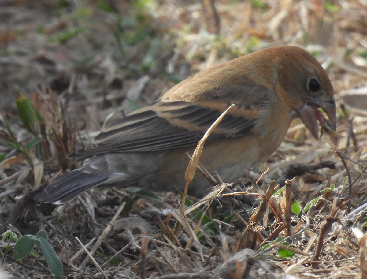 Blue Grosbeak - ML632201840