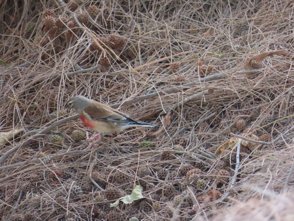 Коноплянка - ML632201961