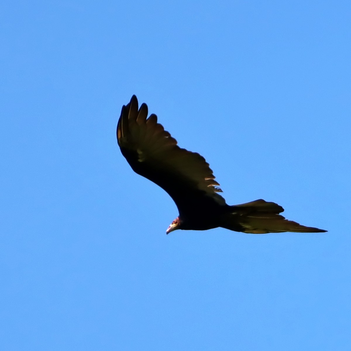 Lesser Yellow-headed Vulture - ML632202166