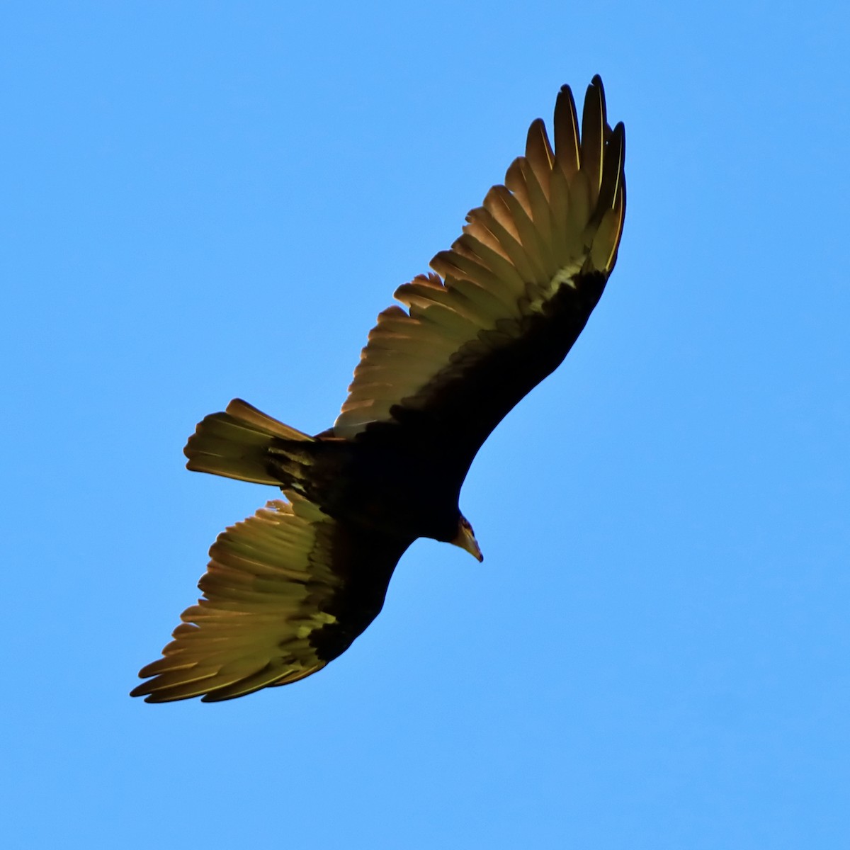 Lesser Yellow-headed Vulture - ML632202168