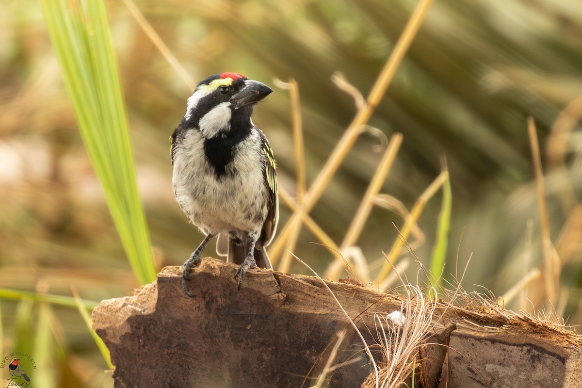 Pied Barbet - ML632202208