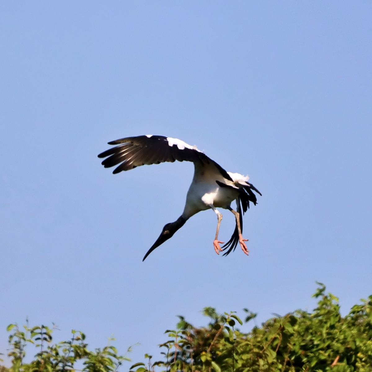 Wood Stork - ML632202294