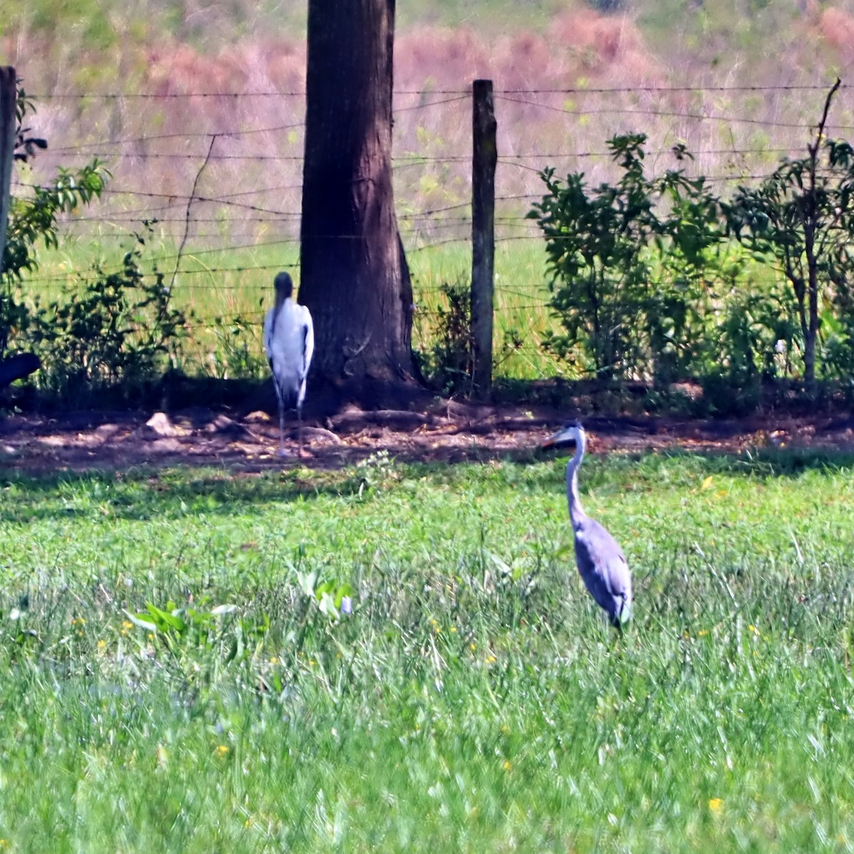 Cocoi Heron - ML632202320