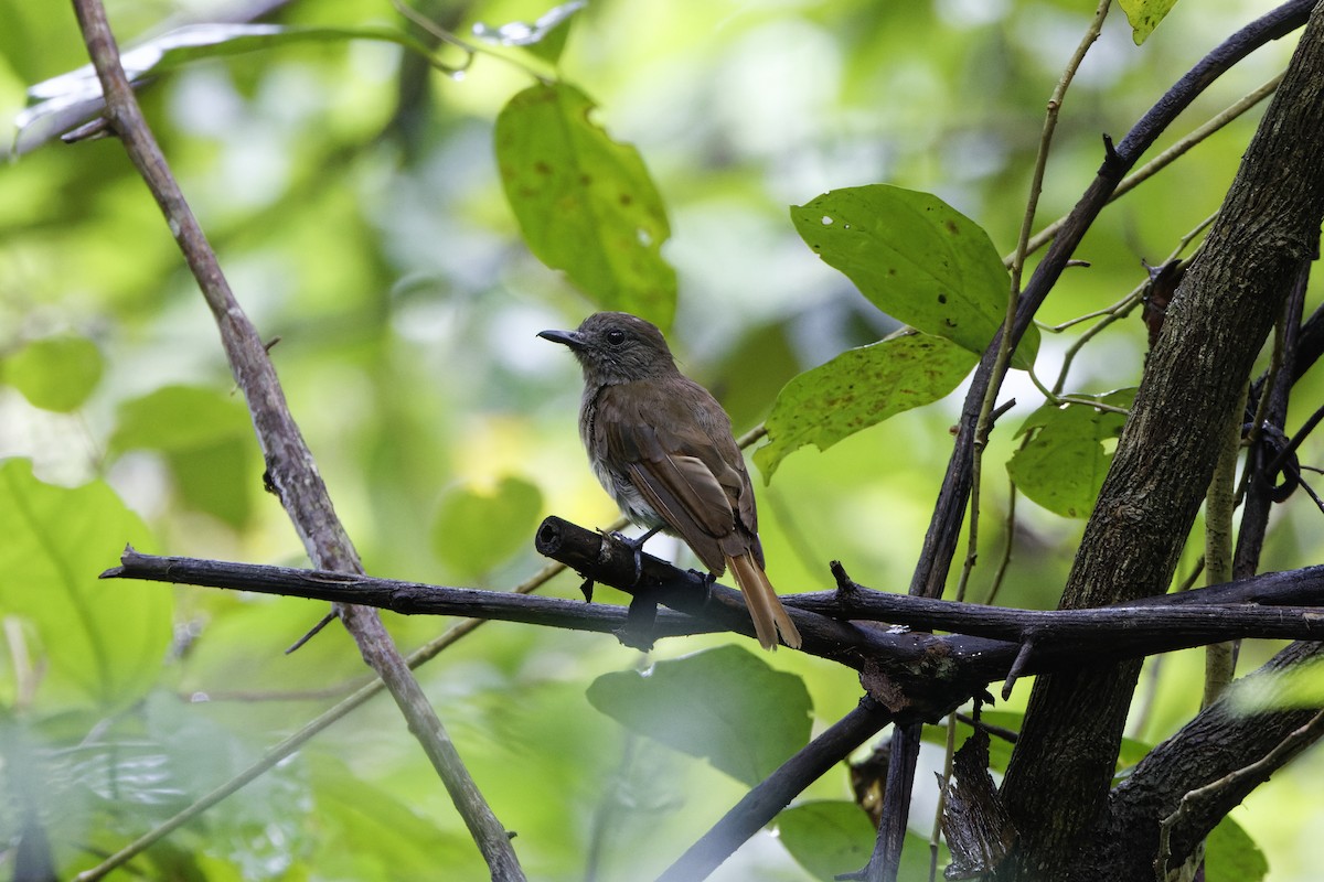 Sumba Jungle Flycatcher - ML632202342