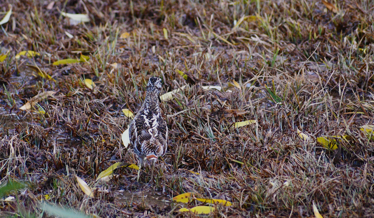 Solitary Snipe - ML632202343