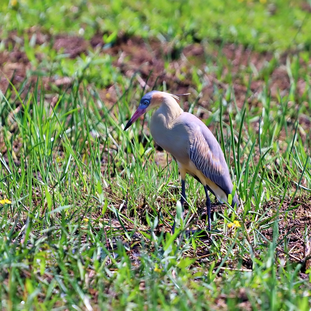 Whistling Heron - ML632202345