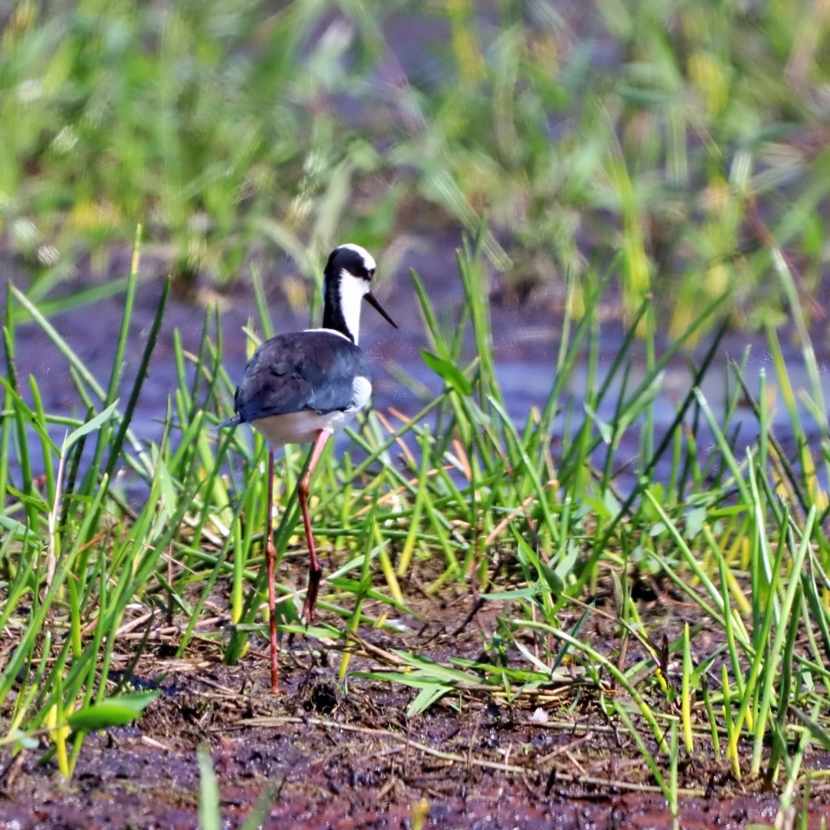 Black-necked Stilt - ML632202367