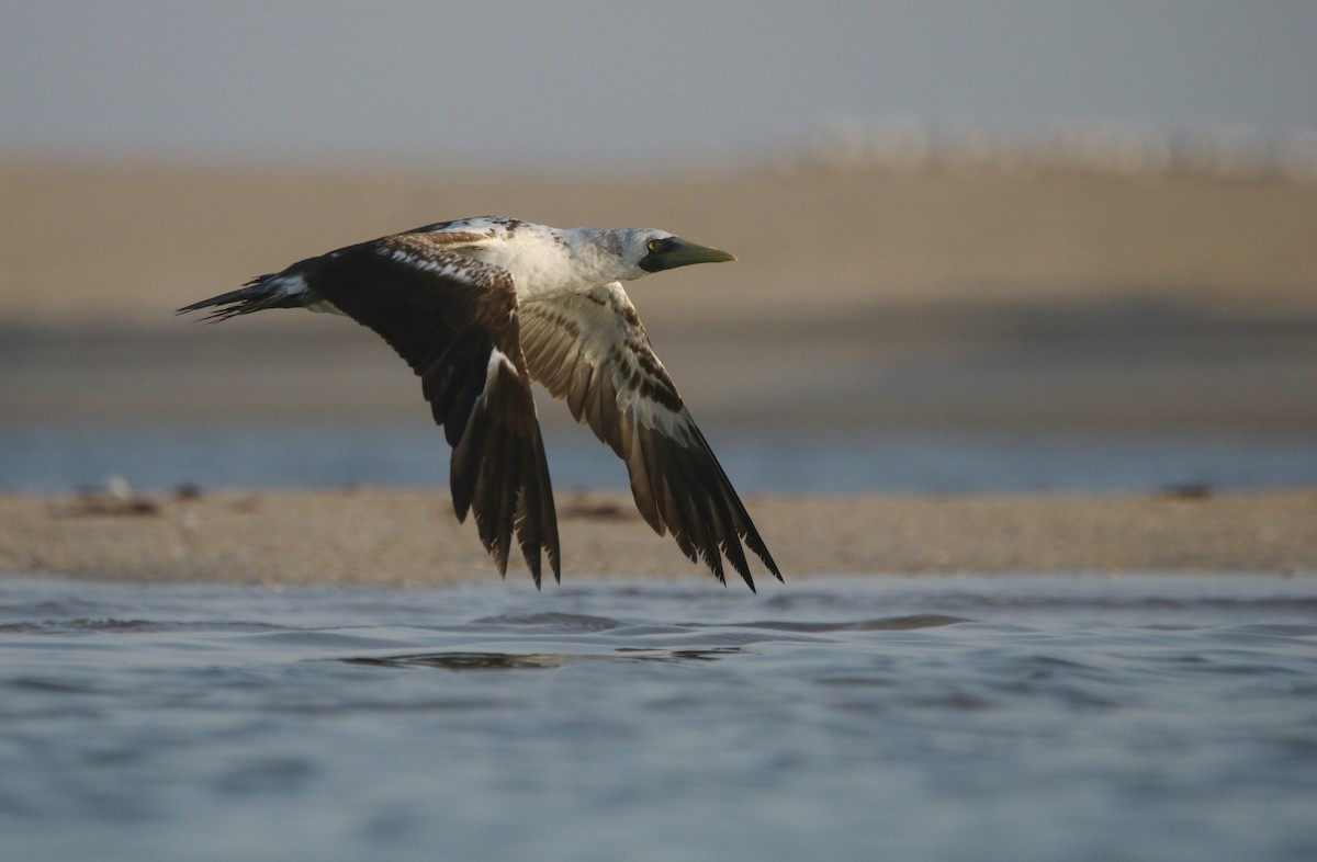Masked Booby - ML632202378