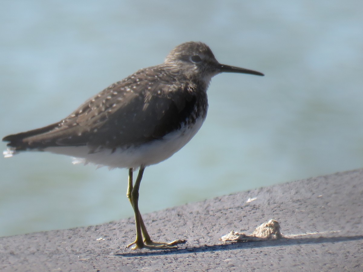 Einsiedelwasserläufer - ML632202380