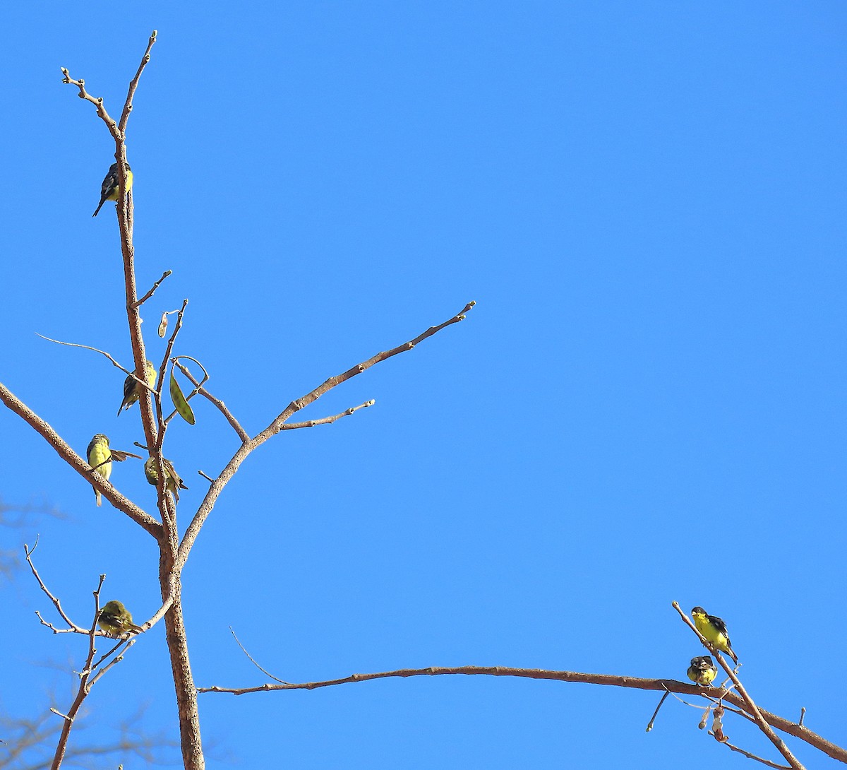 Lesser Goldfinch - ML632202453