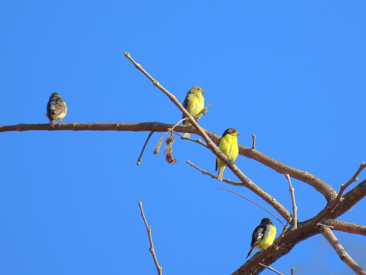 Lesser Goldfinch - ML632202454