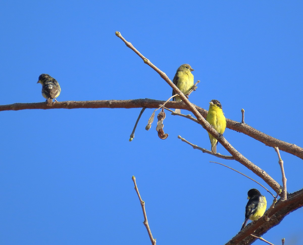 Lesser Goldfinch - ML632202456