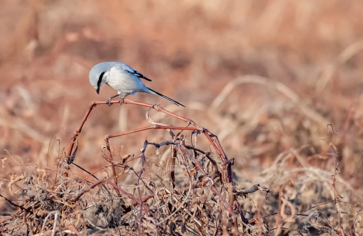 Chinese Gray Shrike - ML632202506