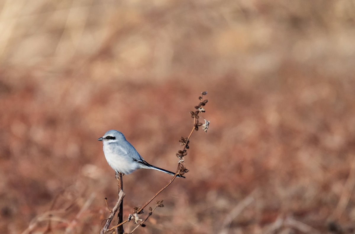 Chinese Gray Shrike - ML632202507