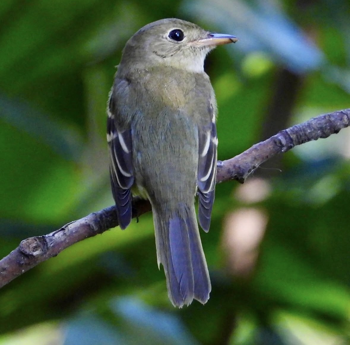 Acadian Flycatcher - ML632202588