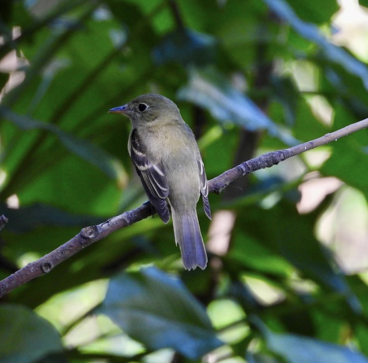 Acadian Flycatcher - ML632202589