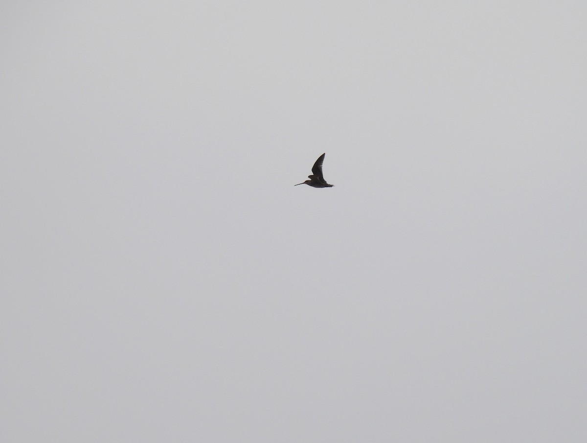 Wilson's Snipe - ML632202673