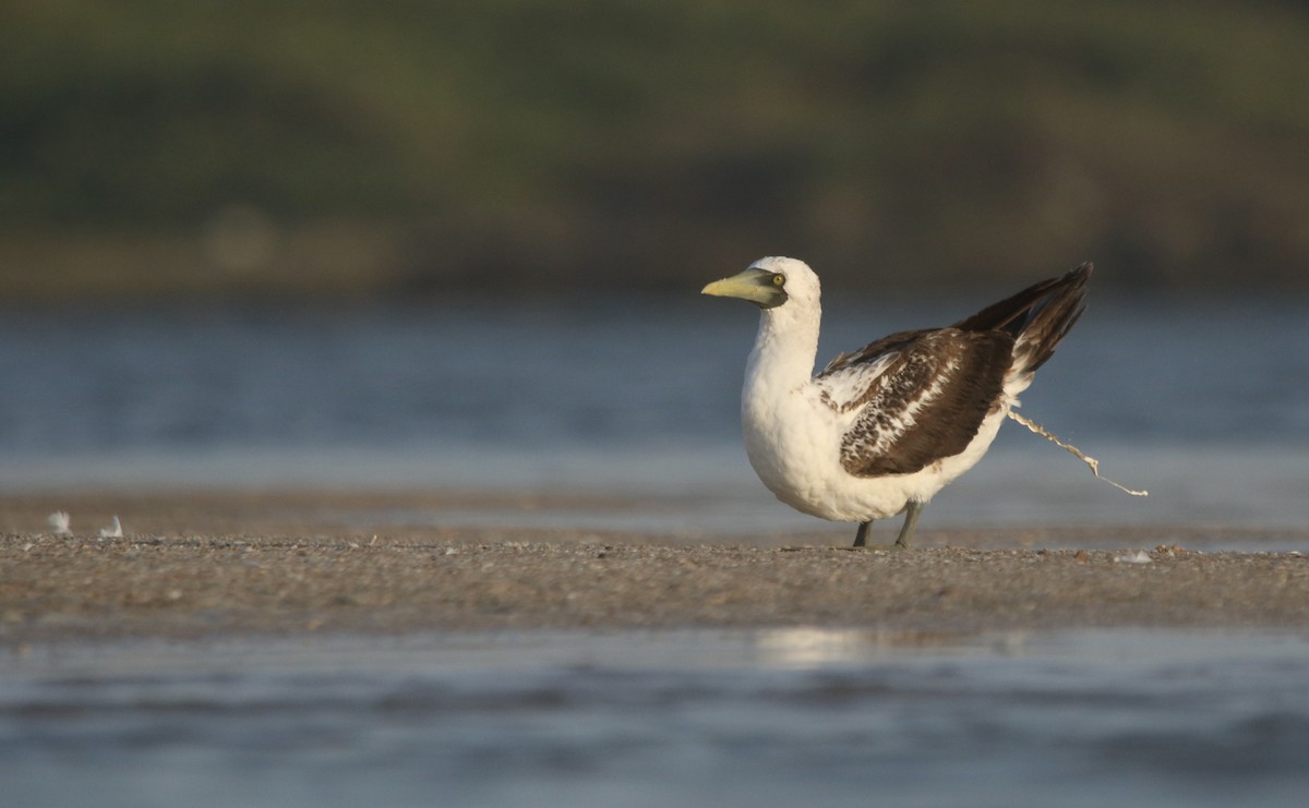 Masked Booby - ML632202688