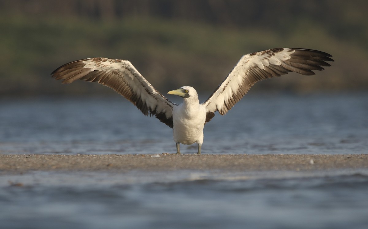 Masked Booby - ML632202786