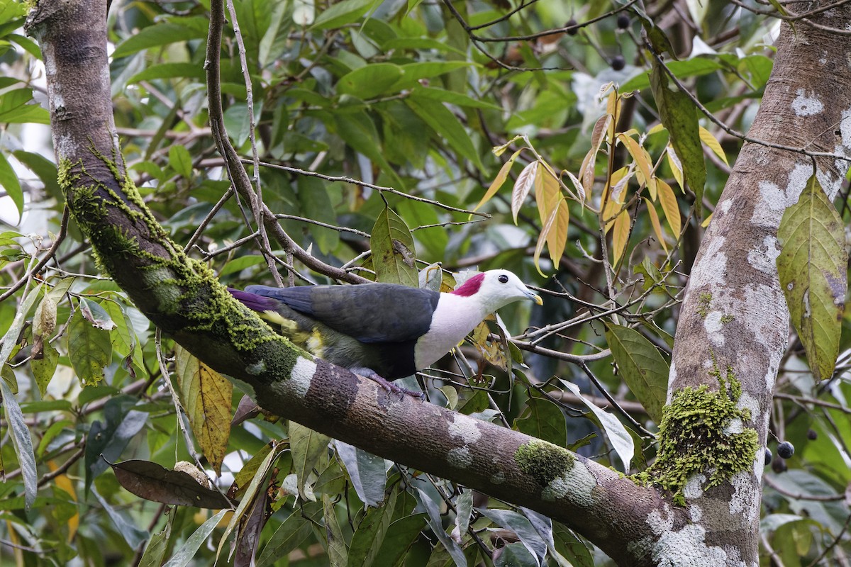 Red-naped Fruit-Dove - ML632202881