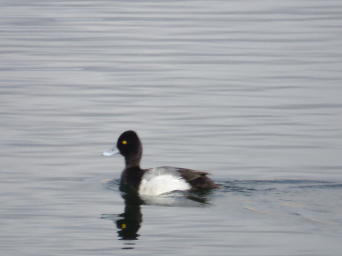 Lesser Scaup - ML632203082