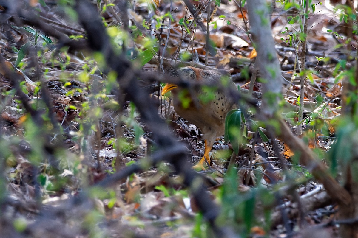 Yellow-legged Buttonquail - ML632203123
