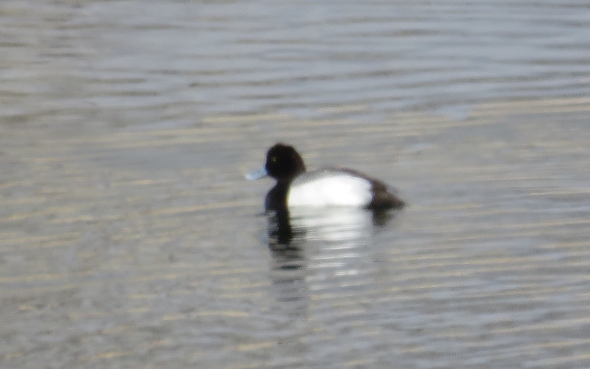 Greater/Lesser Scaup - ML632203159