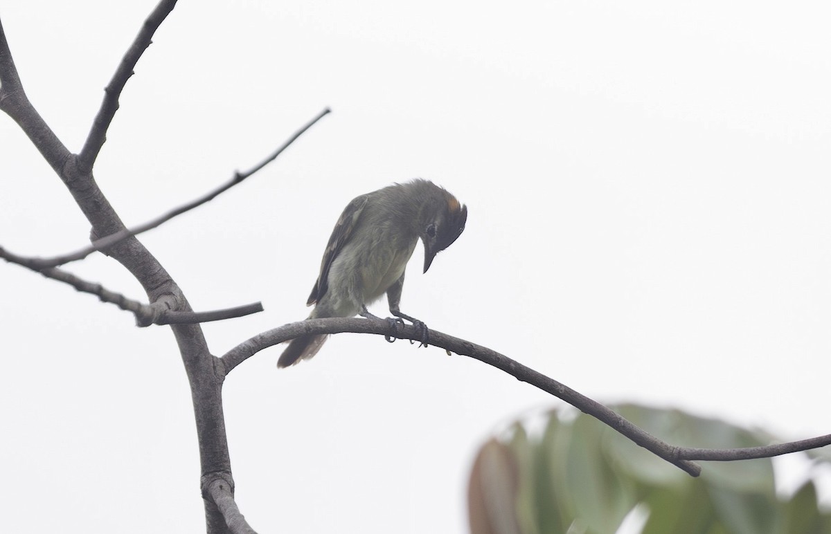 Rufous-crowned Elaenia - ML632203419