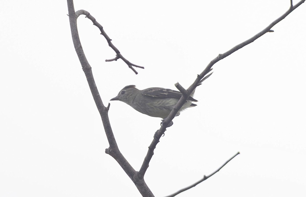 Rufous-crowned Elaenia - ML632203420