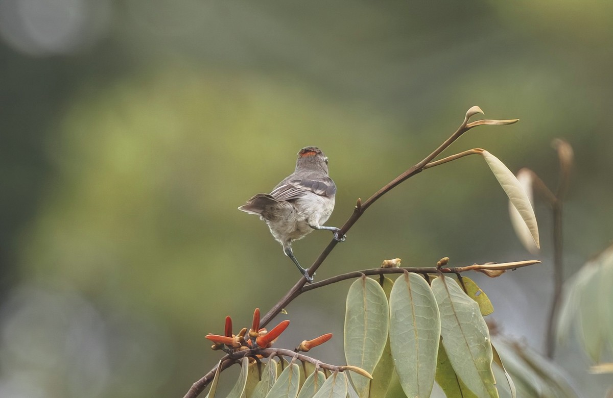Rufous-crowned Elaenia - ML632203421